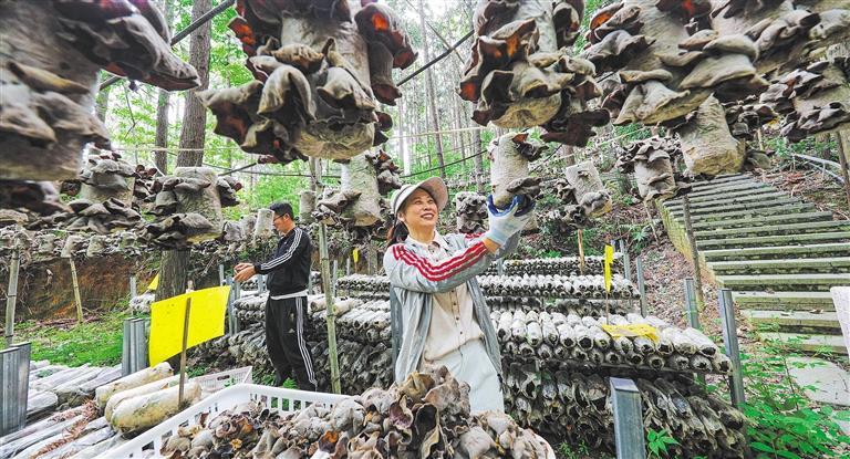 量发展产业调研】林下生金冰球突破爆百万大奖【高质